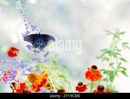 Makro eines Gewürzbusches / schwarzen Schmetterlings (papilio troilus), der Gartenblumen ernährt - Blick von oben mit offenen Flügeln Stockfoto