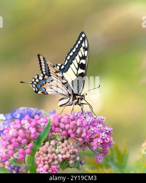 Makro eines Oregon-Schwalbenschwanz-Schmetterlings (papilio bairdii oregonius), der sich von Milchweed (Asklepia incarnata) ernährt Stockfoto