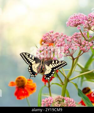 Makro eines Oregon-Schwalbenschwanz-Schmetterlings (papilio bairdii oregonius), der sich von Milchweed (Asklepia incarnata) ernährt Stockfoto