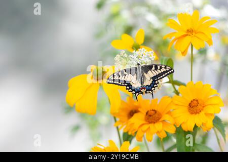 Makro eines Oregon-Schwalbenschwanz-Schmetterlings (papilio bairdii oregonius), der sich von Milchweed (Asklepia incarnata) ernährt Stockfoto