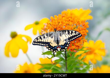 Makro eines Oregons-Schwalbenschwanz-Schmetterlings (papilio bairdii oregonius), der sich von Milchkräutern (Asklepia tuberosa) ernährt Stockfoto