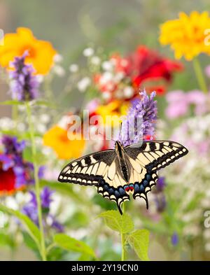 Makro eines Oregons Schwalbenschwanz-Schmetterlings (papilio bairdii oregonius), der sich von Gartenblumen ernährt Stockfoto