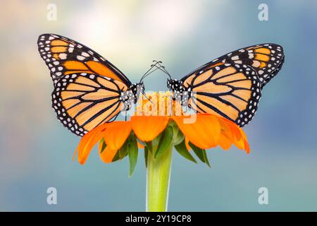 Ein Paar Monarchschmetterlinge (Danaus plexippus), die sich an einer einzigen Sonnenblume ernähren Stockfoto