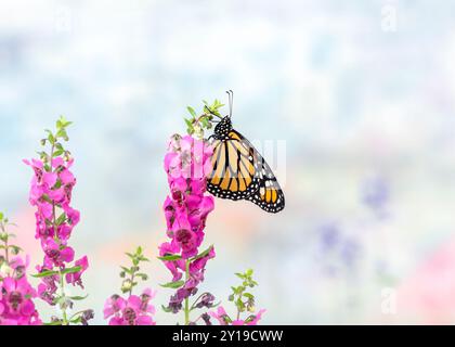 Monarchschmetterling (danaus plexippus) auf einer Blume - Seitenansicht Stockfoto