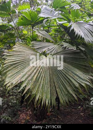 Toquilla Palm (Carludovica palmata) Plantae Stockfoto