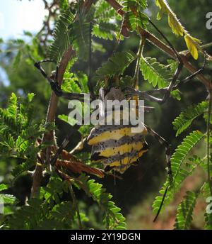 Common Garden Orbweb Spider (Argiope australis) Arachnida Stockfoto