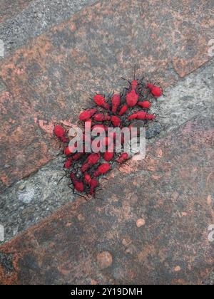(Leptocoris vicinus) Insecta Stockfoto
