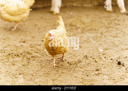 Hühner stehen auf einem unbefestigten Boden, picken und kratzen an der Oberfläche. Stockfoto