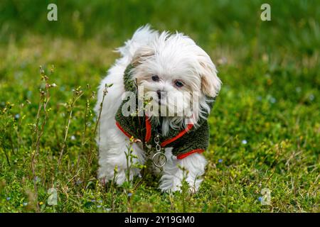 Weißer Welpe, der im Gras spielt. Maltesischer Terrier Stockfoto