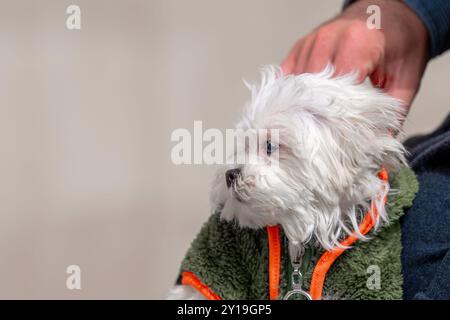 Weißer Welpe, der im Gras spielt. Maltesischer Terrier Stockfoto