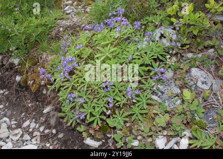 Lupine (Lupinus latifolius) Plantae Stockfoto