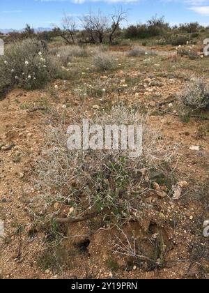 Virgin River Brittlebush (Encelia virginensis) Plantae Stockfoto