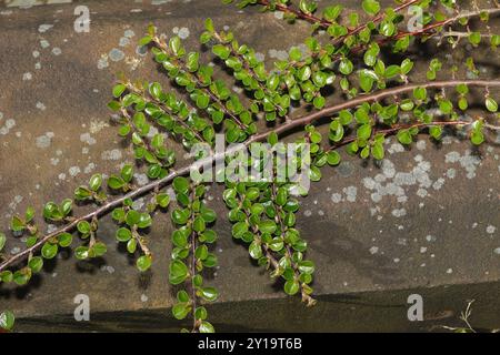 Hjelmqvist's Cotoneaster (Cotoneaster hjelmqvistii) Plantae Stockfoto