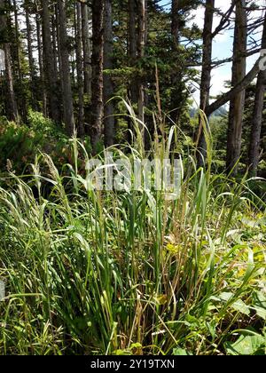 Pazifisches Kleinrohrgras (Calamagrostis nutkaensis) Plantae Stockfoto