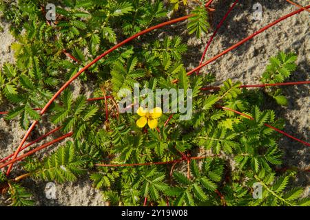 Silverweed wächst in den Dünen, Pflanzen, die durch rote Wurzelstölze verbunden sind Stockfoto