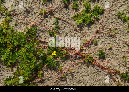 Silverweed wächst in den Dünen, Pflanzen, die durch rote Wurzelstölze verbunden sind Stockfoto