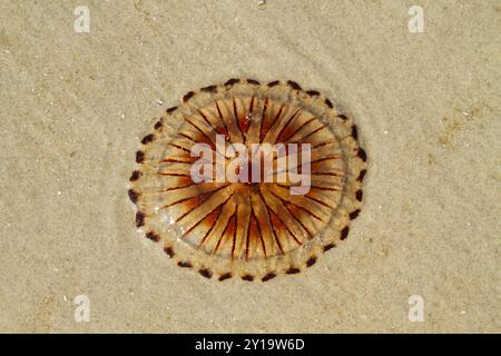 Kompassquallen haben den Strand gespült, wunderschöne radiale Symmetrie Stockfoto