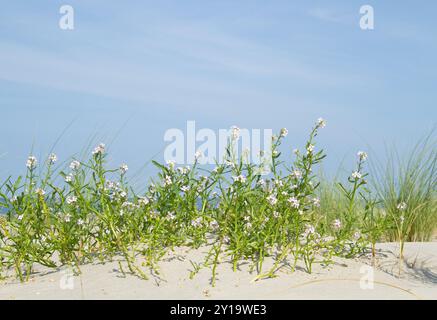 Eine Gruppe blühender Meeresraketen auf Dünensand unter blauem Himmel Stockfoto