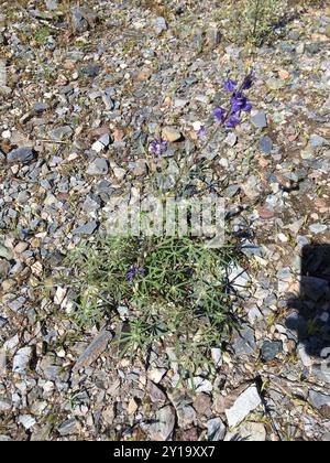 Coulter-Lupine (Lupinus sparsiflorus) Plantae Stockfoto