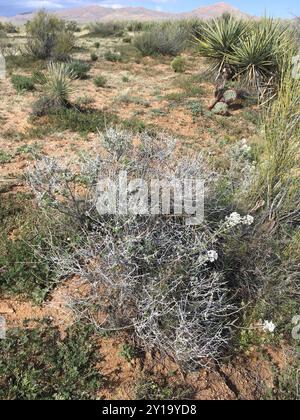 Virgin River Brittlebush (Encelia virginensis) Plantae Stockfoto