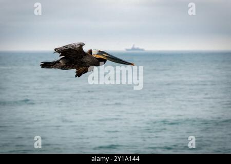 Ein Pelikan über dem Pazifik vor der Küste von Point Loma in San Diego, Kalifornien. Stockfoto