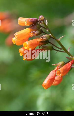 Nahaufnahme chilenischer Blüten (eccremocarpus scaber) in der Blüte Stockfoto