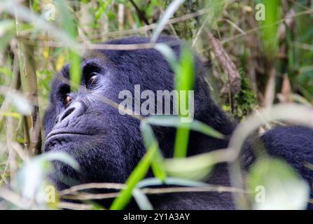Atemberaubende Aussicht auf einen wilden männlichen Gorilla in den nebeligen Hügeln Ruandas. Stockfoto