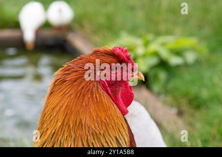 Kopfschuss eines Welsummer Hahns Stockfoto