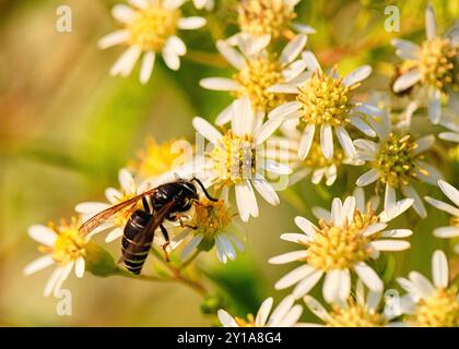 Papierwespen sind eine gängige Art von Wespen, die man hier auf Aster-Blüten findet. Nahaufnahme/Makrofotografie Stockfoto