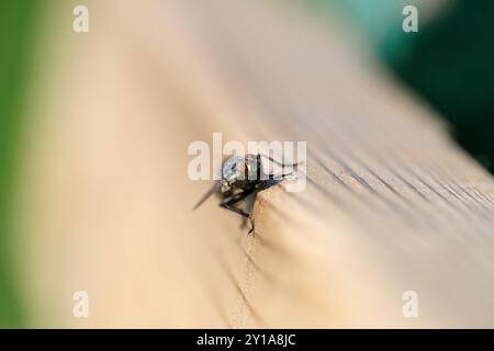 Musca domestica, allgemein bekannt als die Hausfliege, die nach einer kalten Nacht auf einem Stück gemaserten Holzes sonnt. Nahaufnahme/Makrofotografie Stockfoto