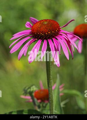 Östliche Purpurblume, Purpurblume, Igelblume oder Echinacea, Echinacea purpurea, Asteraceae. Ost-Nordamerika. Stockfoto