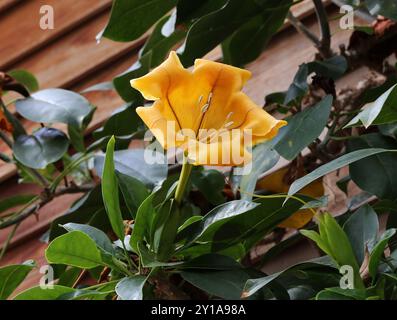 Becher Goldrebe, Solandra maxima, Solandreae, Solanaceae. Südliche USA, Mexiko, Mittelamerika, Karibik. Sie ist auch bekannt als goldene Kelchrebe, Stockfoto