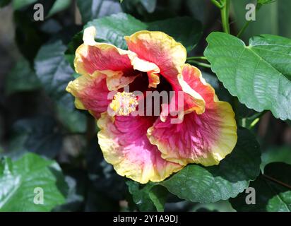 Chinesischer Hibiskus, chinesische Rose, hawaiianischer Hibiskus, Rosenmalve oder Schueblack Pflanze, Hibiscus rosa-sinensis „einfache Freuden“, Malvaceae. China, Asien. Stockfoto