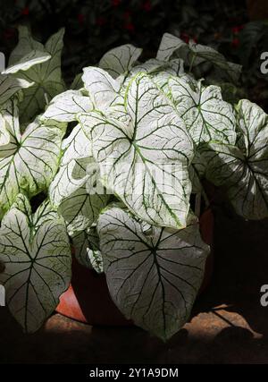 Engelsflügel, Elefantenohr oder Herz Jesu, Caladium „Candidum“, Araceae. Südamerika. Stockfoto