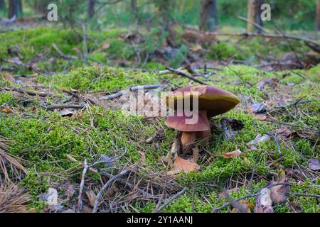 Pilze, die in grünem Moos wachsen. Herbstwald. Stockfoto