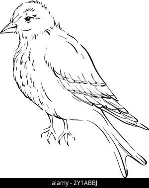 Vintage Vogel Illustration, die Natur und Tierwelt mit zarten Strichen für Einladung, Hochzeit, Druck, Textil, Grußkarte einfängt Stock Vektor