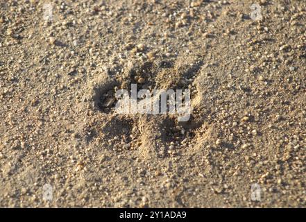 Hund Pfotenabdrücke im sand Stockfoto