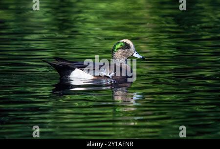 Ein Wigeon Enck drake schwimmt in einem tiefgrünen See mit hellgrünen Kopffedern, die der Farbe des Wassers entsprechen. Stockfoto