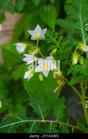 Solanum sisymbriifolium ist allgemein bekannt als vila-vila, klebriger Nachtschatten, roter Büffelbor, die Feuer-und-Eis-Pflanze, Litchi-Tomate, oder Morelle de Balbis. Stockfoto