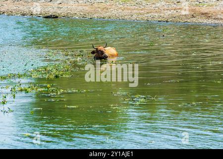 Eine braune Kuh wird im Wasser des Kerkini-Sees in Griechenland untergetaucht und kühlt sich in Küstennähe zwischen Wasserpflanzen ab. Stockfoto