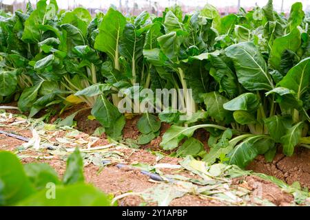 Feld mit grünem Mangold gepflanzt Stockfoto