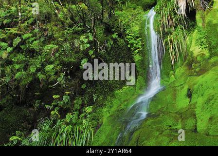 Wasserfall auf dem Routebrun Track, Routeburn Valley, Routeburn Track, Humboldt Mountains, Mount Aspiring National Park, Otago, Südinsel Neuseeland Stockfoto