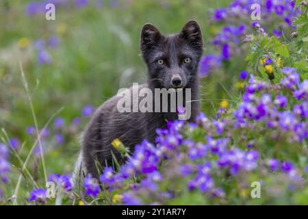 Dunkler Polarfuchs (Vulpes lagopus), Eisfuchs, stehend auf einer Blumenwiese, frontal, Sommer, Hornstrandir, Westfjorde, Island, Europa Stockfoto