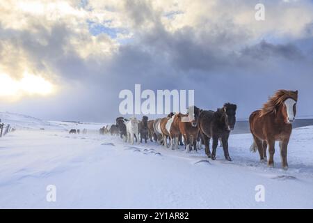 Eine Herde isländischer Pferde, die in einem Schneesturm an der Küste stehen, im Winter, Akureyri, Nordisland, Island, Europa Stockfoto