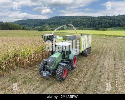 Ein Traktor Fendt 826 mit Silage-Transportwagen fährt neben einem Feldhäcksler zum Laden von gehacktem Mais, Maisernte, Silage, Feldmais, Feldfutter f Stockfoto