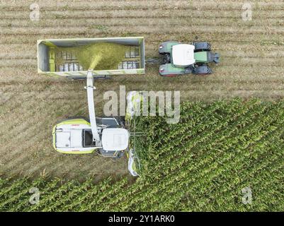 Ein Traktor mit Silage-Transportwagen fährt neben einem Feldhäcksler zum Beladen von gehacktem Mais, Maisernte, Silage, Futtermais, Futter für Milchprodukte Stockfoto