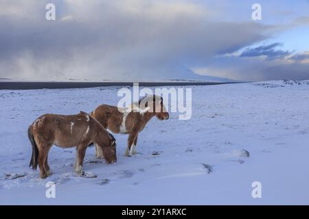Zwei isländische Pferde stehen in einem Schneesturm an der Küste, im Winter, Akureyri, Nordisland, Island, Europa Stockfoto