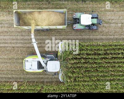 Ein Traktor mit Silage-Transportwagen fährt neben einem Feldhäcksler zum Beladen von gehacktem Mais, Maisernte, Silage, Futtermais, Futter für Milchprodukte Stockfoto