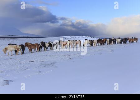 Eine Herde isländischer Pferde, die in einem Schneesturm an der Küste stehen, im Winter, Akureyri, Nordisland, Island, Europa Stockfoto