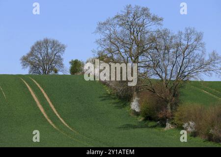 Mauerhecke in Schleswig Holstein Stockfoto